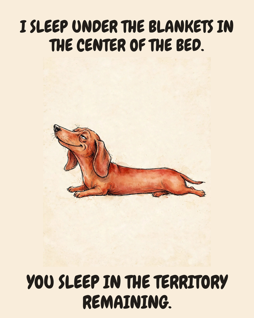 Smug Dachshund watercolor art print — "I SLEEP UNDER THE BLANKETS IN THE CENTER OF THE BED. YOU SLEEP IN THE TERRITORY REMAINING." Unframed print artwork.