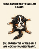 Exhausted Bernese Mountain Dog watercolor art print — "I HAVE ENOUGH FUR TO INSULATE A CABIN. YOU TURNED THE HEATER ON. I AM MOVING TO SWITZERLAND." Unframed print artwork.