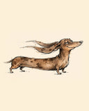 Wordless smug Dachshund watercolor art print — the artwork alone on a warm cream background, no text